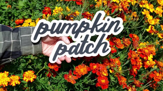 Person holds up the wording Pumpkin Patch front of Orange and Red Mums in the Garden in the Autumn Fall 4K Video Stock Footage