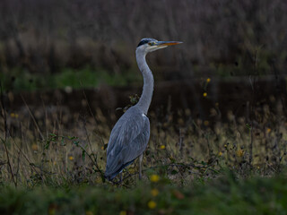 Grey heron