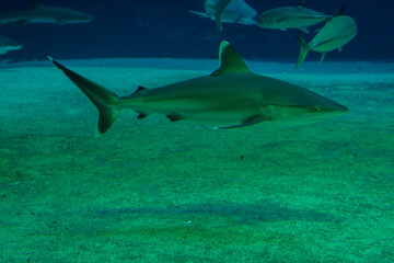 Fototapeta premium shark in the water