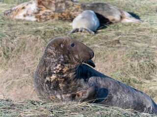 Fototapeta premium Seal pup on beach at sunrise. Resting on coastal shore grey seal lying on beach along North Sea Coast. Breeding season Lincolnshire UK. Donna Nook Grey Seal Colony.