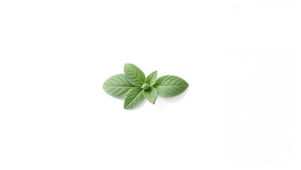 Salvia officinalis leaves on a white background used for culinary herbs, focusing on fresh and aromatic plant material