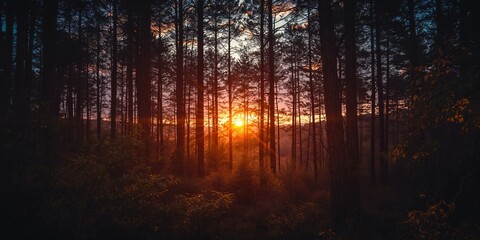Obraz premium Silhouetted arbutus tree against a setting sun on Wallace Island, Gulf Islands, British Columbia, emphasizing natural landscape scene