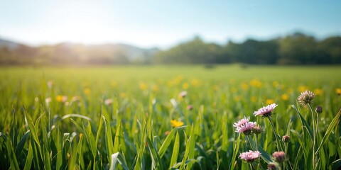 Obraz premium Gardening cucumbers on a narrow yard strip, emphasizing space-efficient cultivation