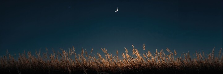 Obraz premium Japanese pampas grass and the half moon, seasonal plant growth and lunar phases, Earth Day