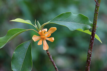 Beautiful champa flower in garden