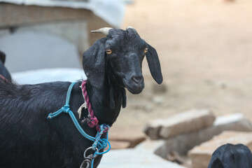 Naklejka premium Tied Goat in village farm