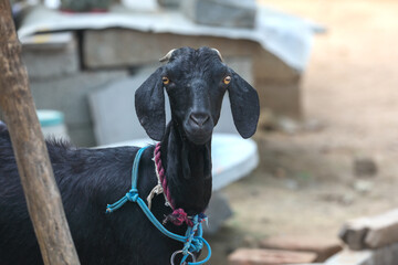 Tied Goat in village farm
