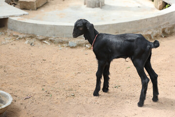 Naklejka premium Young Goat in village farm