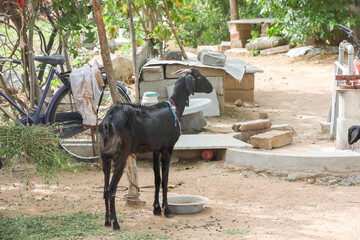 Naklejka premium Tied Goat in village farm