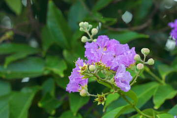Beautiful Lagerstroemia speciosa flowers in garden