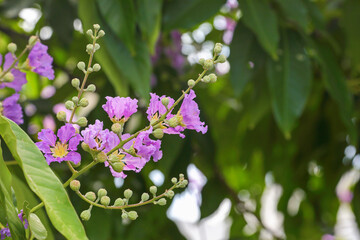 Beautiful Lagerstroemia speciosa flowers in garden