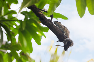 Grey squirrel sitting on tree branch and resting