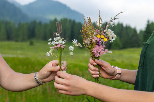 Hands holding small bouquets of alpine wildflowers in a meadow. Summer mountain hiking and gathering of spontaneous herbs.