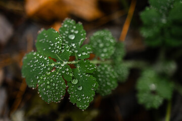 Water drops on green leaf after the rain. Natural background and texture.