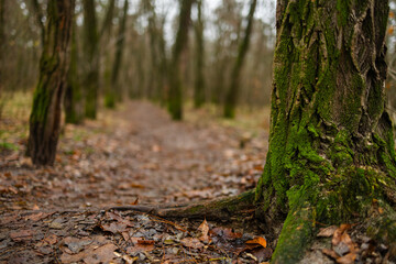 Fototapeta premium Green moss growing on the tree trunk in a forest. Low angle show, shallow depth of field, no people.