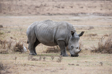 Obraz premium rhino in the wild