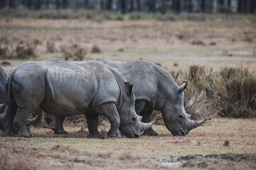 Obraz premium rhino in the wild