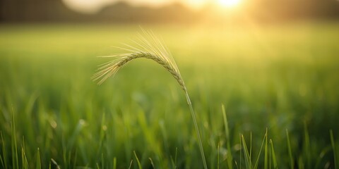 Obraz premium Bright red Arbol Red Chili with slender, curved shape emphasizing its spiciness, culinary ingredient focus