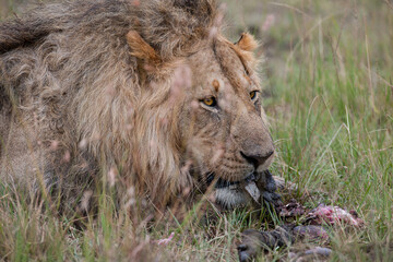 lion in the grass