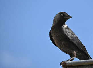 Jackdaw (Corvus monedula) perched on a roof, side profile, alert pose in natural daylight. Minimalist blue background. Sinj, Croatia