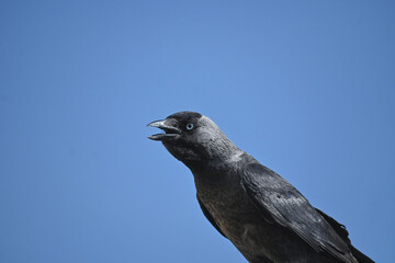 Jackdaw (Corvus monedula) perched on a roof, singing, alert pose in natural daylight. Minimalist blue background. Sinj, Croatia