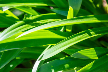 green leaves with water drops