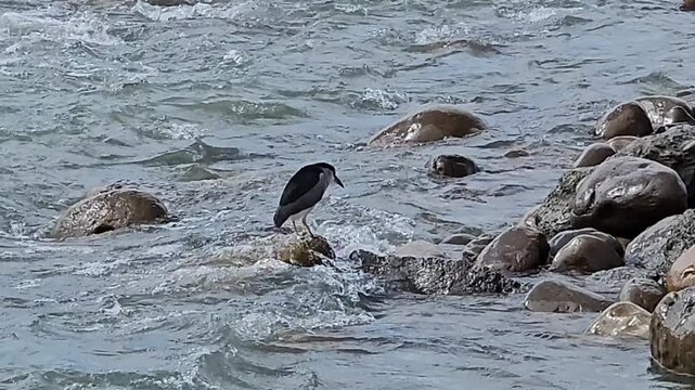 Taipei City, Taiwan. November 15, 2025.Peaceful riverside walkway along Xindian River Bitan Scenic Area,cyclists pedestrians path amid lush greenery wildlife night herons and migratory birds