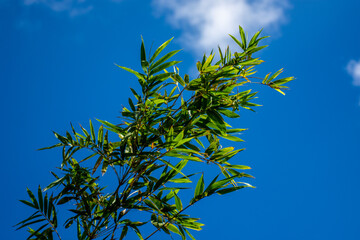 Obraz premium green leaves on blue sky background