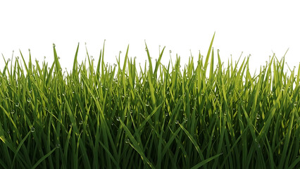 Fresh green grass with dew drops on transparent background summer meadow