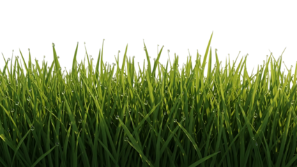 Fresh green grass with dew drops on transparent background summer meadow