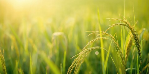 Obraz premium Monkey observing or counting fingers, focusing on manual dexterity and attention span, World Monkey Day