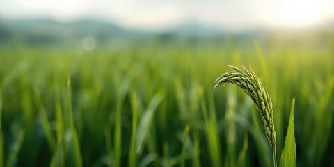 Obraz premium Colorful background with rice and tea creates a warm, inviting atmosphere, ideal for cultural gatherings