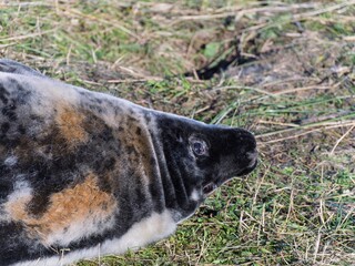 Seal pup on beach at sunrise. Resting on coastal shore grey seal lying on beach along North Sea Coast. Breeding season Lincolnshire UK. Donna Nook Grey Seal Colony.