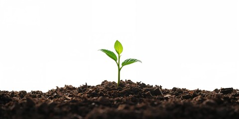 Yoga pose on the beach, emphasizing physical focus and balance at a seaside location