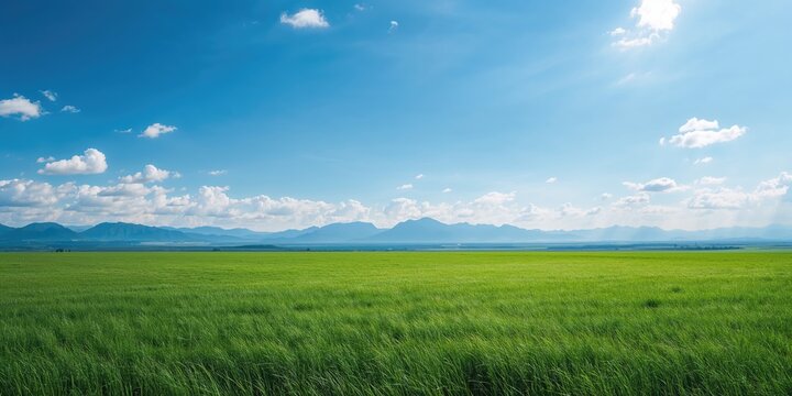 Vividly colored orchids in bloom, ideal for floral arrangement backgrounds