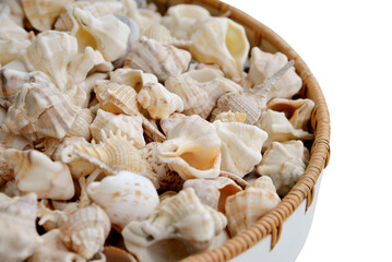 Many beautiful sea shells, ocean, summer and vacation design element isolated on transparent background, png