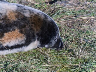 Seal pup on beach at sunrise. Resting on coastal shore grey seal lying on beach along North Sea Coast. Breeding season Lincolnshire UK. Donna Nook Grey Seal Colony.