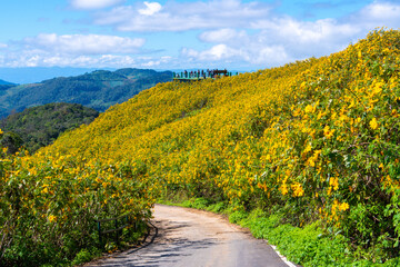 Scenic mountain road curves through vibrant Mexican sunflower and marigold field under bright blue sky. Mexican sunflower flower field