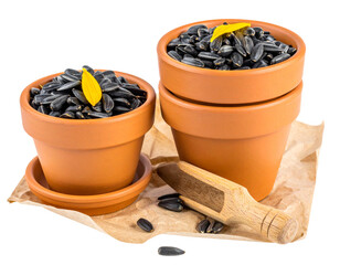 Rustic Kitchen Sunflower Seeds Still Life PNG