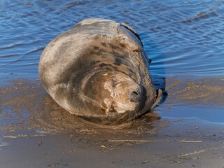 Seal pup on beach at sunrise. Resting on coastal shore grey seal lying on beach along North Sea Coast. Breeding season Lincolnshire UK. Donna Nook Grey Seal Colony.
