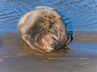Seal pup on beach at sunrise. Resting on coastal shore grey seal lying on beach along North Sea Coast. Breeding season Lincolnshire UK. Donna Nook Grey Seal Colony.