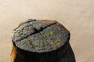 Weathered wooden stump on smooth sand in warm light