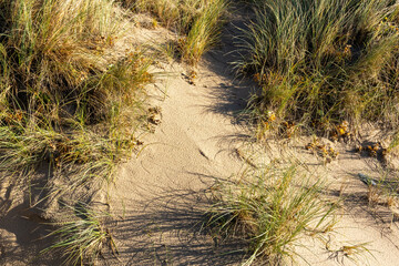 Wind-shaped sand with shadows and scattered seaweed