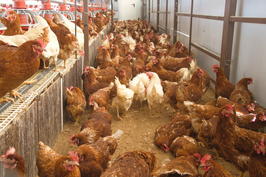 gallinas encerradas gripe aviar 