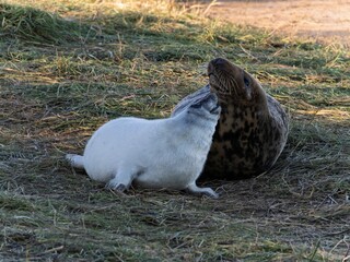 Seal pup on beach at sunrise. Resting on coastal shore grey seal lying on beach along North Sea Coast. Breeding season Lincolnshire UK. Donna Nook Grey Seal Colony.