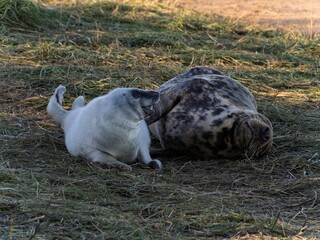 Seal pup on beach at sunrise. Resting on coastal shore grey seal lying on beach along North Sea Coast. Breeding season Lincolnshire UK. Donna Nook Grey Seal Colony.