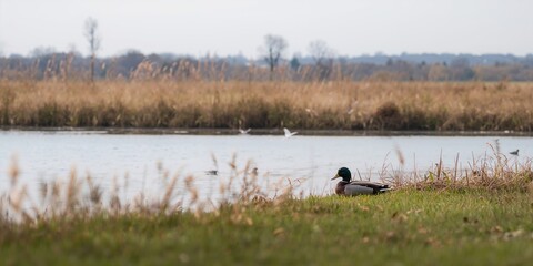 Heating system installation with visible thermometers on heating circuits, focusing on maintenance procedures
