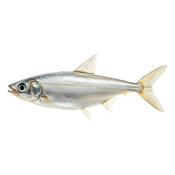 Fresh Silver Milkfish Isolated on a Transparent Background
