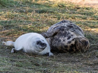 Seal pup on beach at sunrise. Resting on coastal shore grey seal lying on beach along North Sea Coast. Breeding season Lincolnshire UK. Donna Nook Grey Seal Colony.