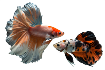 Serene Betta Beauty: Two vibrant betta fish, with flowing fins and intricate patterns, elegantly pose, displaying the exquisite allure of aquatic life.